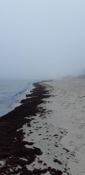 Dimma. Hav. Tång. Sandstrand.