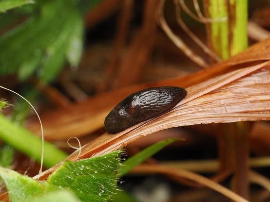 A tiny, dark brown slug clings to a browned blade of sedge, its head hidden under its mantle. It shines in the light.
