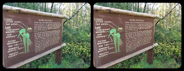 Stereoscopic, parallel view. A state park sign about the "Darlingtonia" carnivorous pitcher plants. Brown with white lettering which has been repainted a few times. It recedes away from the left side of the image to a bit past the middle. Some pitcher plants are visible behind it.