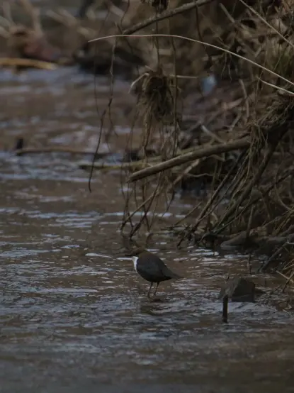 Braunes matschiges Ufer mit braunen matschigen Stöcken, an denen braunes matschiges Gras hängt. Im braunen matschigen Wasser, steht ein kleiner brauner Vogel mit weißer Brust auf einem Stein.