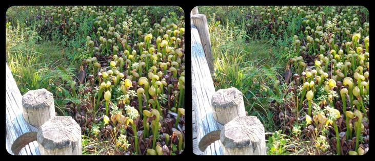 Stereoscopic, parallel view. A group of carnivorous pitcher plants. They look like cobras. There is an aged, white post fence along the left side of the image.