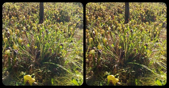 Stereoscopic, parallel view. A cluster of carnivorous pitcher plants.