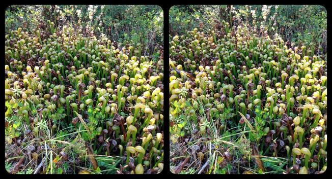 Stereoscopic, parallel view. A field of carnivorous pitcher plants.