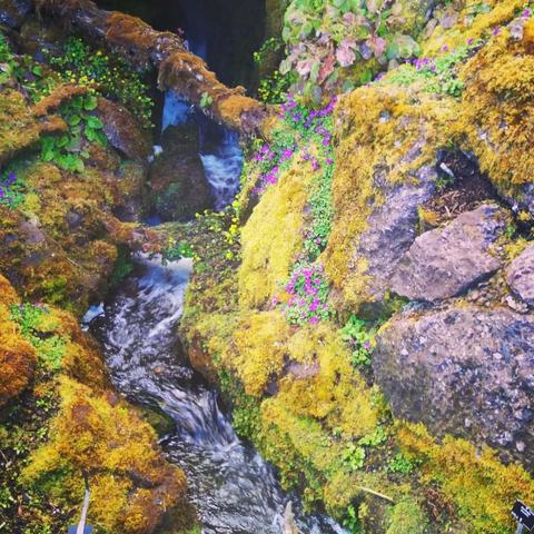 A stream cutting through mossy rocks in vibrant colours. There are a small number of purple flowers on the right hand side and logs, also covered in moss, cross the stream.