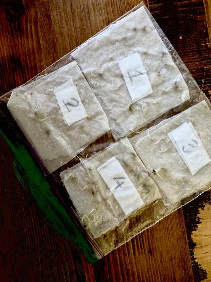 Tomato and pepper seeds germinating in a small plastic bag