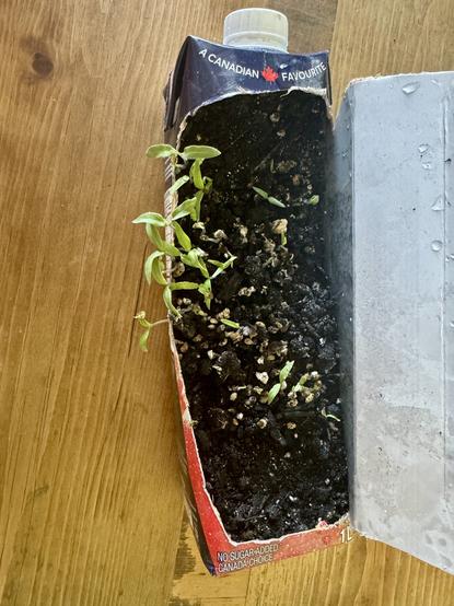 Tomato and pepper seeds germinating in a recycled juice box