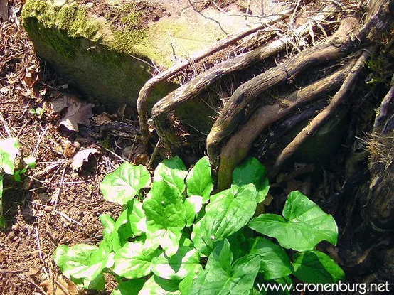 Five hairy ivy roots climb over a fallen sandstone post. Arum leaves grow where they reach into the earth. The roots look like the giant hand of an unknown creature.