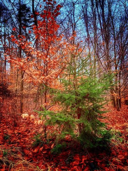 Forest