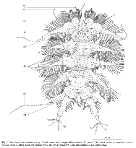 Detailed dorsal view illustration of Neostygarctus lovedeluxe holotype, displaying various anatomical features. The labeled structures include:

mc: Median cirrus
ic: Internal cirrus
ec: External cirrus
scl: Secondary clava
lc: Lateral cirrus
pcl: Primary clava
ds: Dorsal spines
cE: Cirrus E
P4: Leg IV appendage
The scale bar represents 50 µm. The body is covered with spines and cirri, and the limbs end in claw-like appendages.