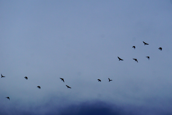 Birds in flight