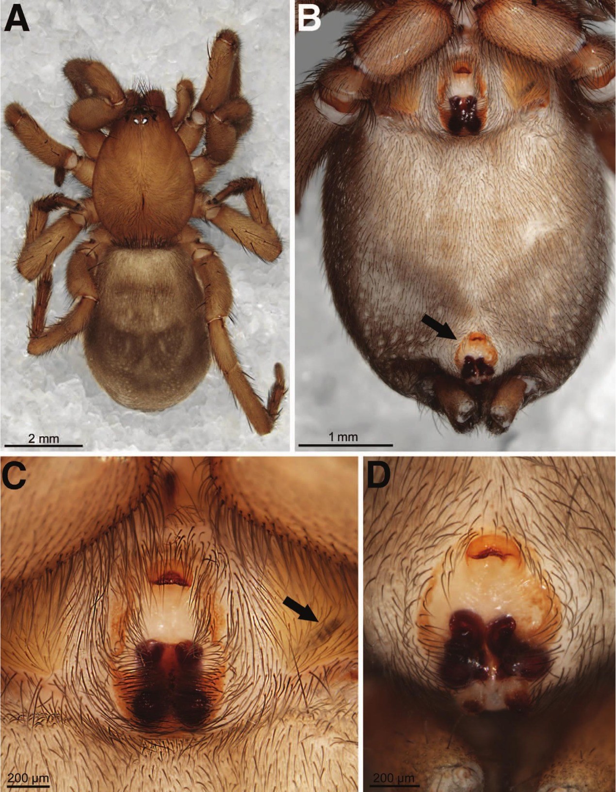 Almafuerte peripampasica, female. A, prosoma and opisthosoma (dorsal view). B, opisthosoma (ventral view, arrow pointing to the duplicated epigyne). Note the difference in size and the slightly asymmetry. C, normal epigyne (arrow pointing to larva). D, duplicated epigyne. Specimen locality: Argentina: Córdoba: Parque Nacional Quebrada del Condorito, “sitio 2”, -31.63481, -64.71087, alt. 1846m, M. Izquierdo, D. Abregú, C. Mattoni, col. Sep. 16, 2019, under stones. LABRE-Ar 498, voucher MAI-4754.