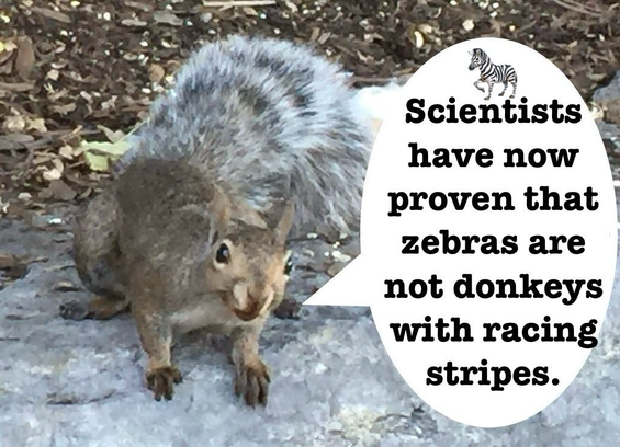 A grey squirrel says “Scientists have now proven that zebras are not donkeys with racing stripes.”