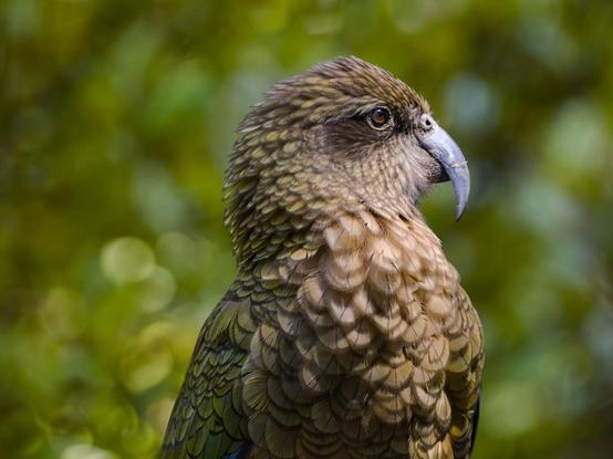 A close up upper body shot of a Kea, with a blurred background of green vegetation behind