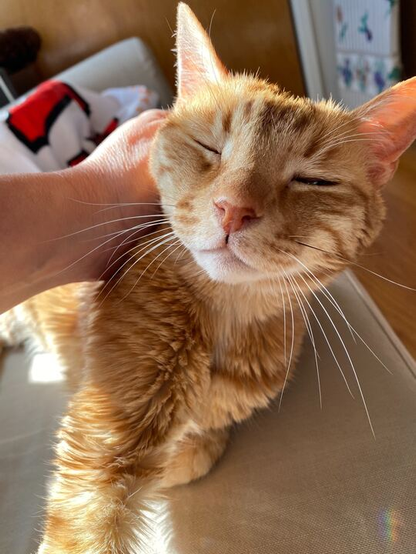 A blissed-out elderly orange tabby cat is lying on the couch in the sun getting petted.