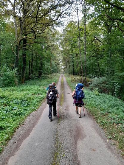 Two pilgrim walking away from the camera on a road through the woods. They are carrying large backpacks. The left backpack has a scallop shell attached to it and a baguette is stickingout of the front pocket of the right backpack.
