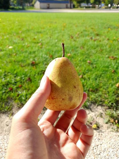 A white hand holding up a small pear that I found