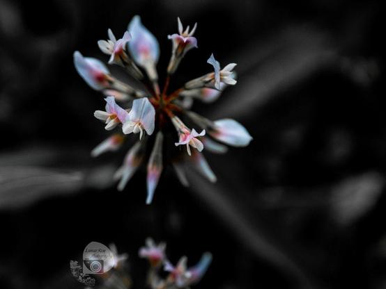 a pink and white clover flower against a grayscale, grassy background