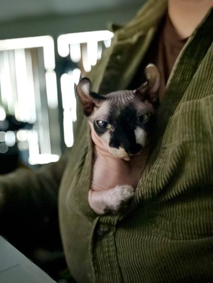 Elf cat leans out of button blouse