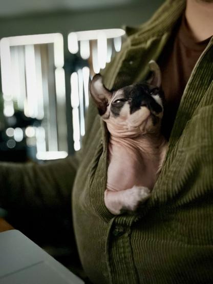 Elf cat squints leaning out of button blouse