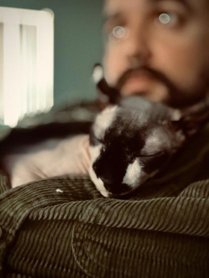Elf cat snuggles in button blouse