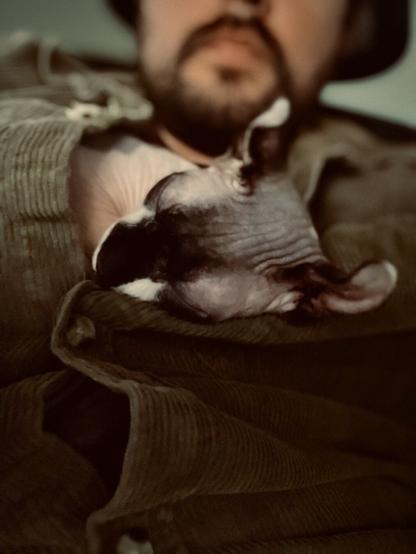 Elf cat sleeps in button blouse