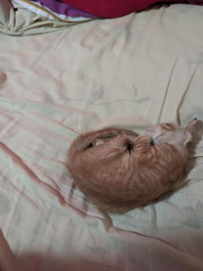 Un gatito de color naranja está durmiendo acurrucado sobre una cama. La cama tiene sábanas de color claro, posiblemente beige o crema, y hay una manta o cobija de color rojo y púrpura en la parte superior de la imagen. El gatito está enrollado en una posición cómoda, con la cola alrededor de su cuerpo.