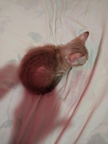 Un pequeño gatito de color amarillo claro está acurrucado sobre una superficie suave, posiblemente una sábana o una manta de color claro. El gatito está durmiendo o descansando con la cabeza inclinada hacia abajo y las orejas visibles. La luz en la imagen parece ser tenue, con un ligero tono rosado.