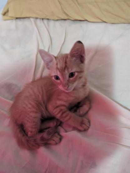 Un gatito de color naranja claro está acostado sobre una cama con sábanas de color claro. El gatito tiene rayas más oscuras en su pelaje y está mirando hacia un lado. Sus orejas están erguidas y parece estar relajado. Al fondo, se puede ver una almohada de color amarillo. La iluminación tiene un tono rosado que se refleja en el pelaje del gatito y en las sábanas.