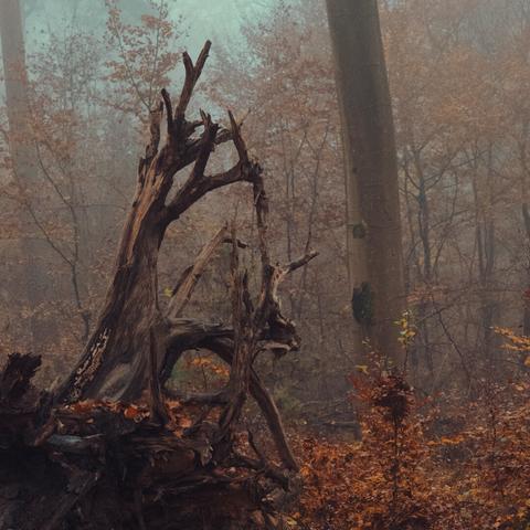 A weathered, uprooted tree with twisted branches stands in a foggy forest. The surrounding ground is covered in fallen leaves, and faint trees in the background fade into the mist.