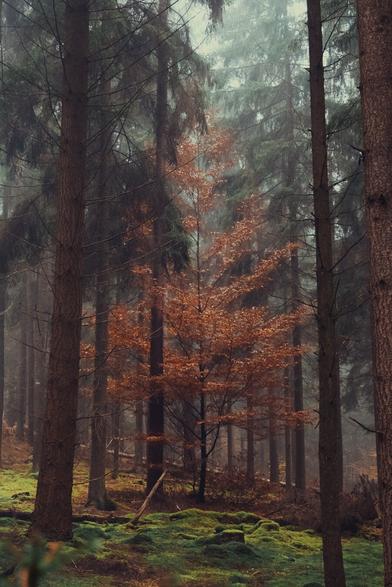 A vibrant orange-leaved tree stands among tall, dark conifers in a misty forest. The lush green moss on the forest floor contrasts with the autumn hues, adding depth to the tranquil scene.