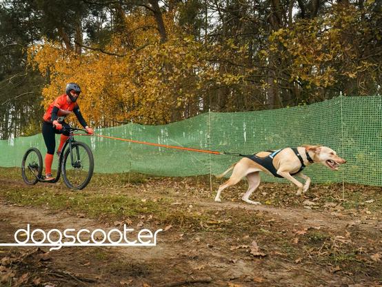 Dog in a harness pulling a scooter. Person on the scooter is kicking.