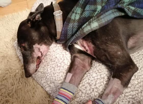 The injured greyhound