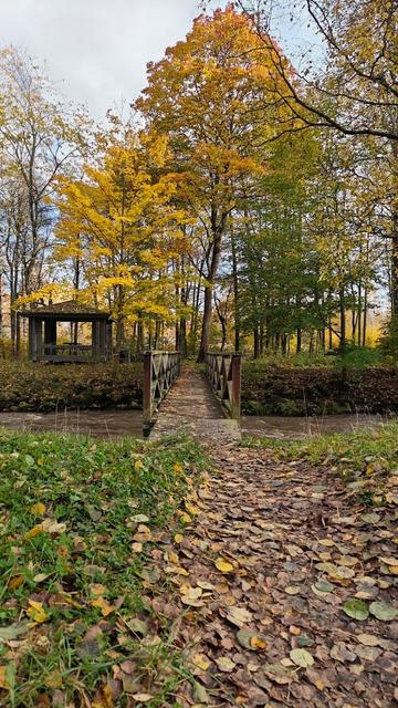 Autumn scene from woodland, warm colours.