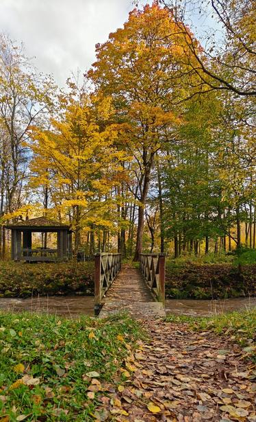 Autumn shot of woodland, warm colours.