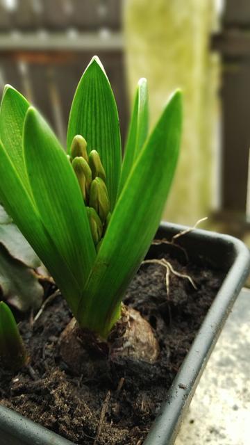 Photography of some unknown naricissus species in a plant plot