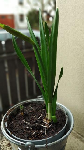 Photography of some unknown naricissus species in a plant plot