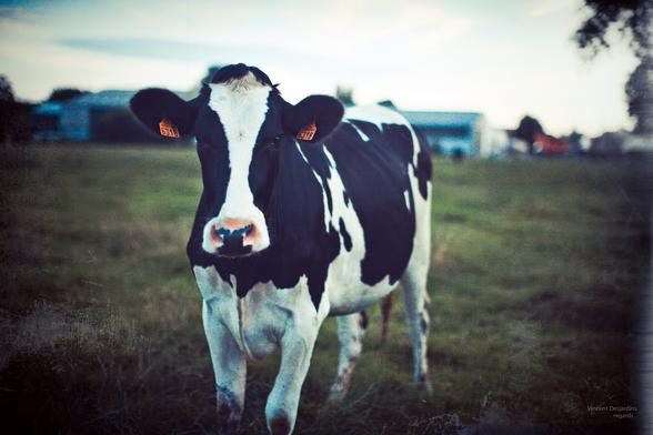 Vache laitière noire et blanche représentée dans une photo aux teintes artistiques