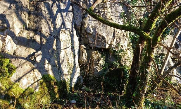 A close up image of a bare tree, part covered in moss, casting a clear shadow onto a limestone rock face (which also has moss)