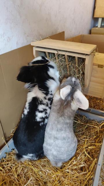 Man sieht zwei Kaninchen von hinten, sie stehen in einer mit Stroh gefüllten Kiste auf den Hinterpfoten an einer Heuraufe, aus der sie fressen. Es sieht ein bisschen so aus, als würden sie sich sehr drängeln.

Two bunnies are seen from behind, they are standing in a box filled with straw on their hindlegs/paws and munch from a hay rack. It looks like they are pushing each other a bit.