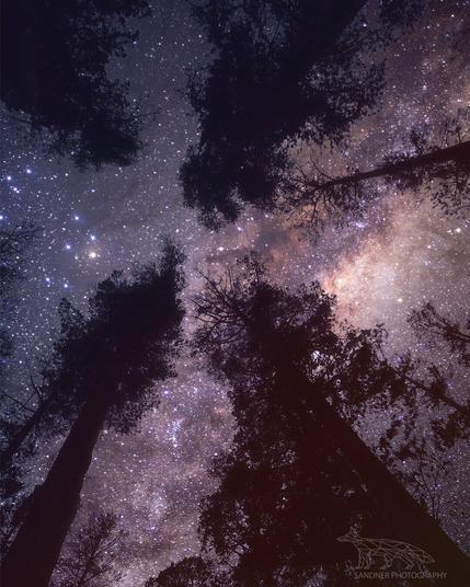 A mesmerizing view of the night sky from the Pines Campsite in the Grampians, Victoria. Towering silhouettes of pine trees frame a brilliant canopy of stars, with the Milky Way’s vivid colours and textures spreading across the sky. The contrast between the dark, intricate tree branches and the sparkling cosmos creates a sense of depth and wonder.