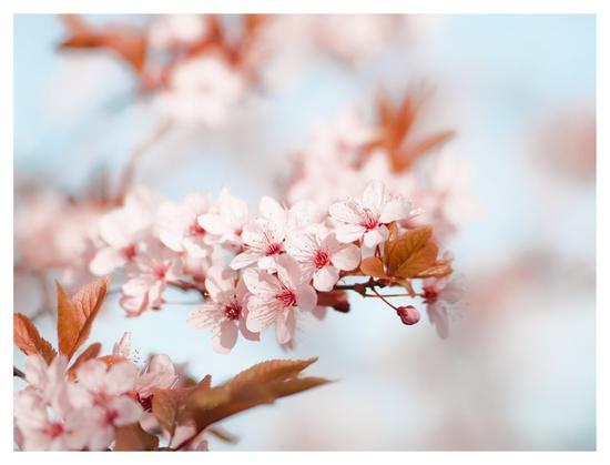 A close-up, soft-focus shot of delicate pink and white cherry blossoms on a branch against a light blue sky, with brown leaves visible, evoking a serene and peaceful springtime scene.