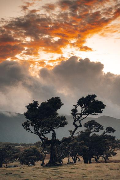 Some trees in front of a lateral sunset, whose colors can be seen in the Clous.