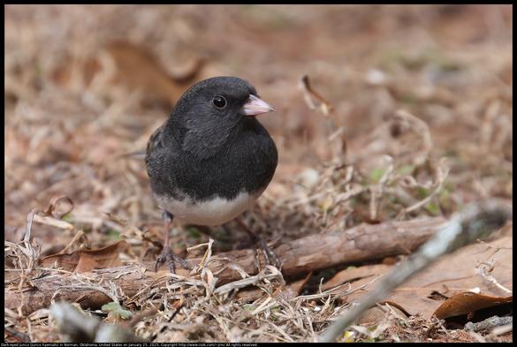 A Dark-eyed Junco (Junco hyemalis) was looking sideways at me as I made this photo in Norman, Oklahoma, United States on January 25, 2025. The bird was standing on a small twig that had fallen to the ground.