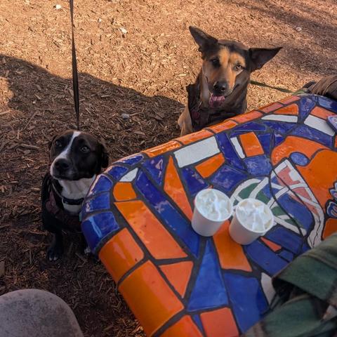A black and white terrier mix and a German Shepard sitting at the end of a picnic table, looking up at it. There are two pup cups sitting on the table just out of their vision.