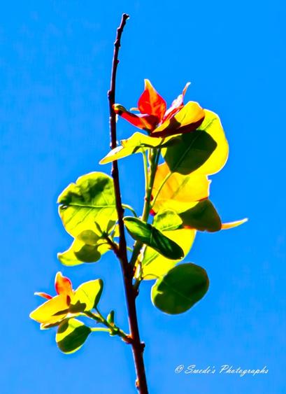 Nature's Colors

"The image shows a close-up of several Chinese tallow tree leaves against a bright blue sky. The leaves are a mix of green and yellow, with some showing hints of red. The background is a clear, cloudless sky, which makes the colors of the plant stand out vividly. The image is signed with the text "© Swede's Photographs" in the bottom right corner." - Copilot