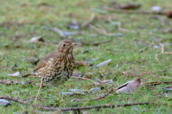 A telephoto shot of a song thrush on a grassy area littered with tree debris (leaves, twigs) and small stones. The thrush occupies two-thirds of the left side of the frame, viewed from the front and side, facing to the right but staring at the photographer, and standing leaning forward on quite spindly-looking legs, sprerad wide. A song thrush is about 23cm long, with a relatively short tail, medium brown upperparts and small black/dark brown spots all over a buff breast and flanks. It was grubbing for insects in the grass before it was so rudely interrupted by the photographer! The areas  in front of and behind the thrush are out-of-focus.