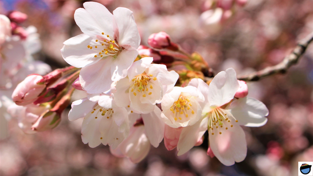 branche de cerisier en fleur
