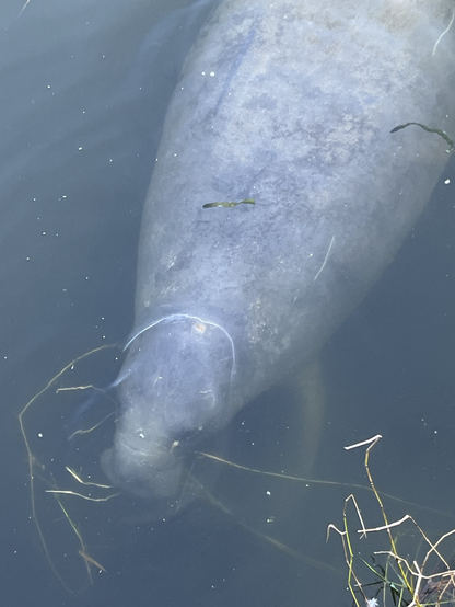 Much better than the usual grey pictures of blobs or nostrils, this manatee came right up to the dock where they were standing. Grey, blobby and adorable, just under the water. Sea cows. 

I imagine people have been feeding it