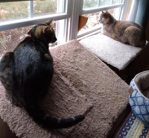 A young tabby cat with white markings is on the left, lying peacefully on a tan window shelf.  On the right is a dilute tortoiseshell cat, with fur in muted tones of grey, orange and white.  She is lying on a fuzzy white window shelf.