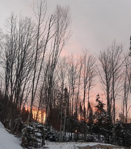 Photo of the sunrise in a snow forest